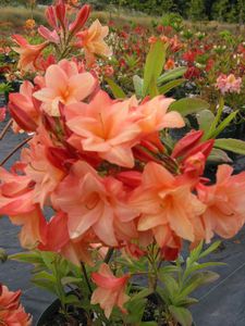 Azalea Sunray
